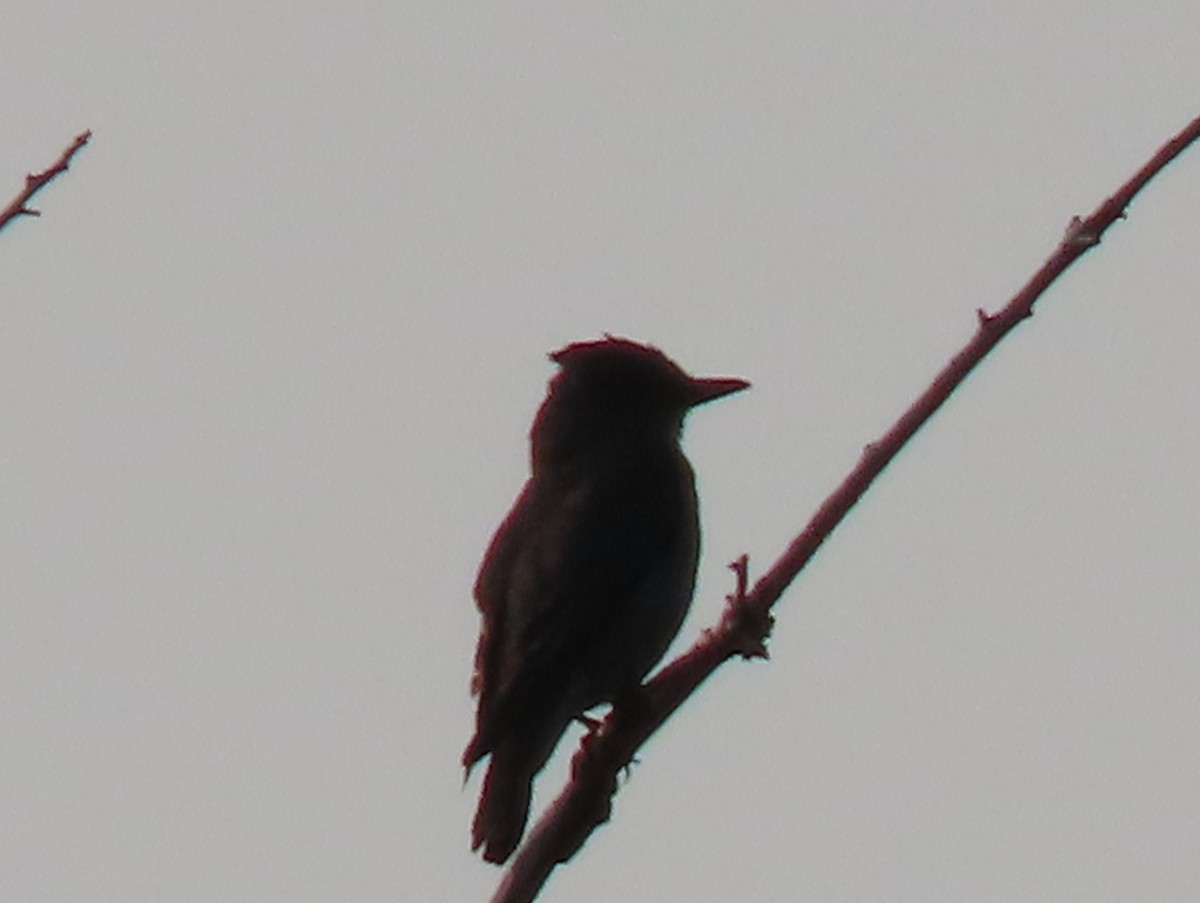 Olive-sided Flycatcher - Bruce Toews