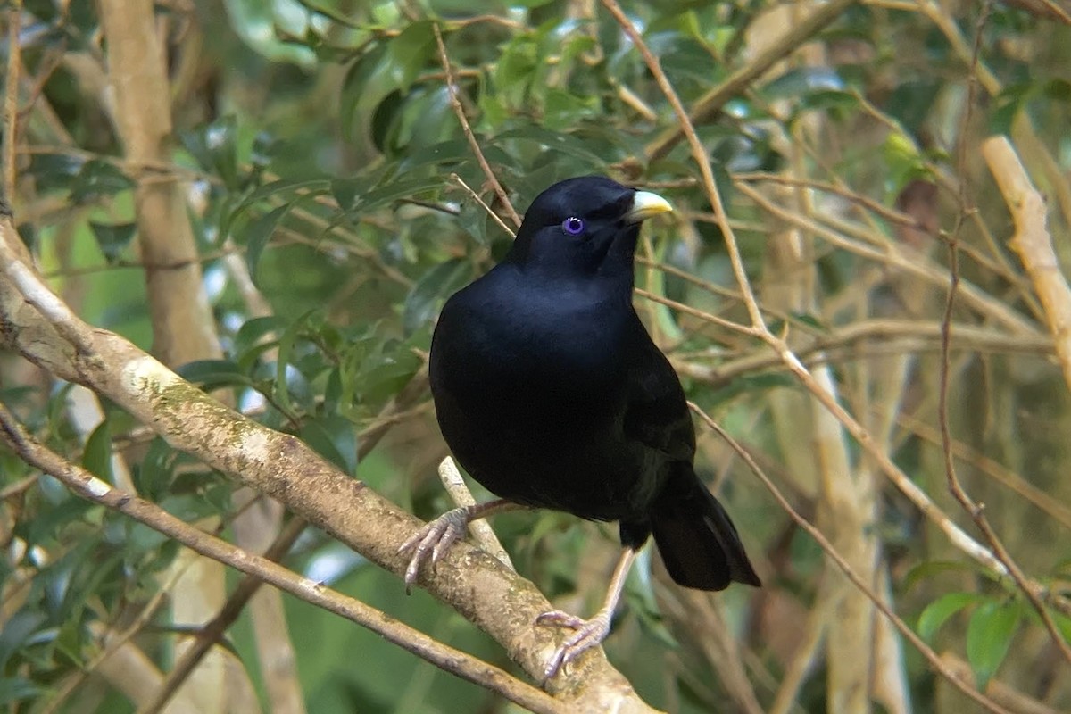 Satin Bowerbird - ML622381613