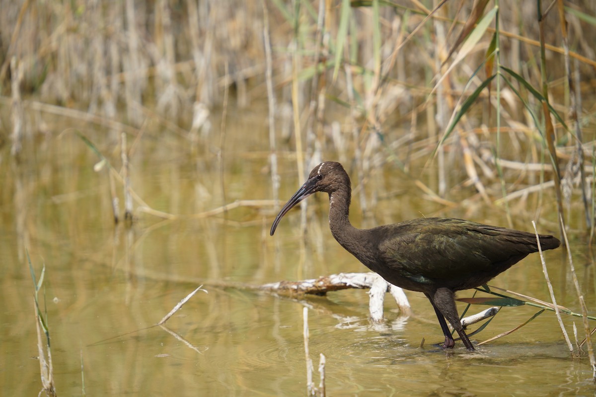 ibis americký - ML622381691