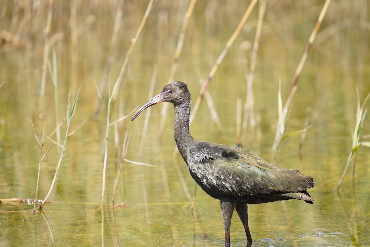 ibis americký - ML622381692