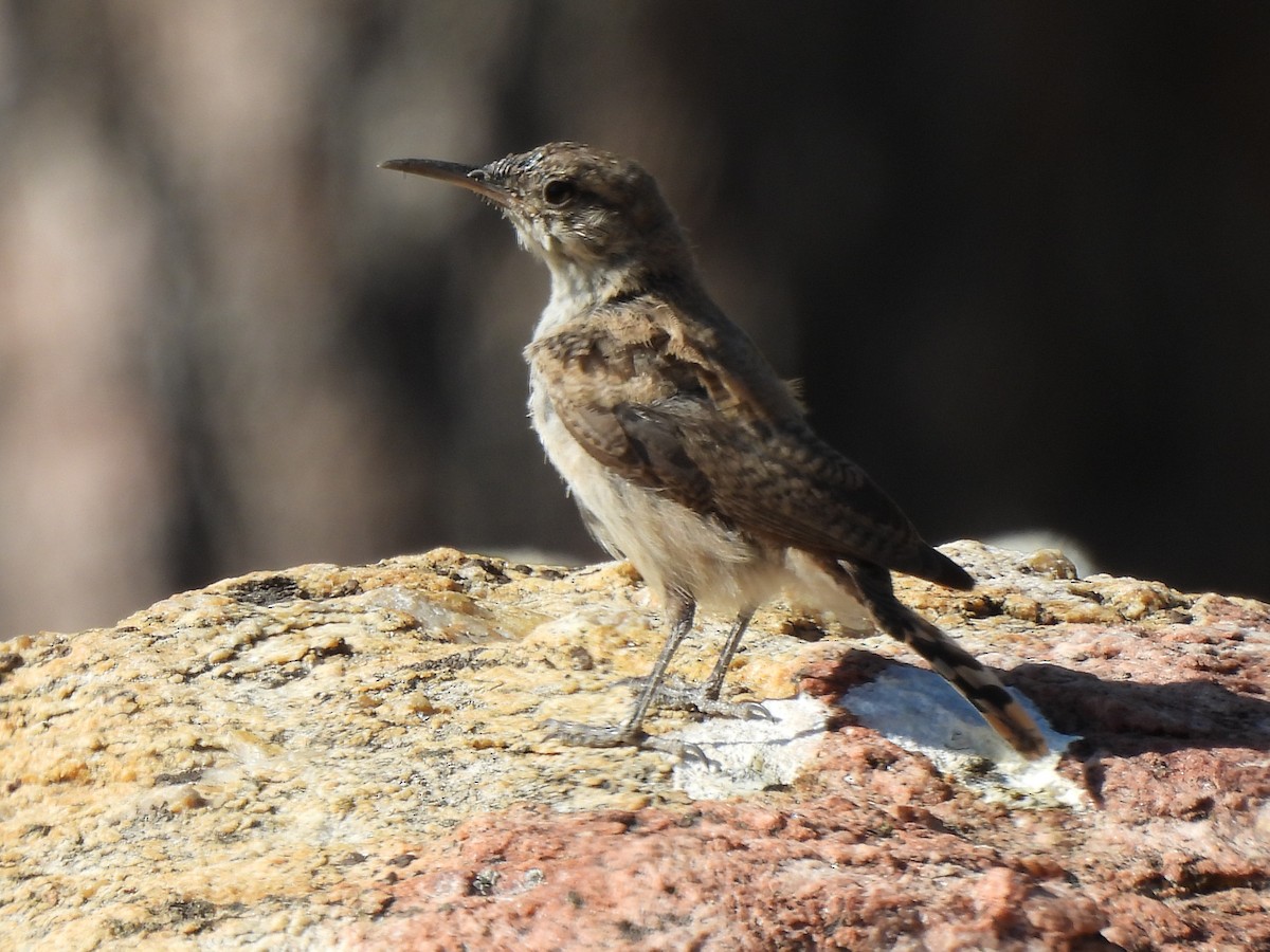 Rock Wren - ML622381694