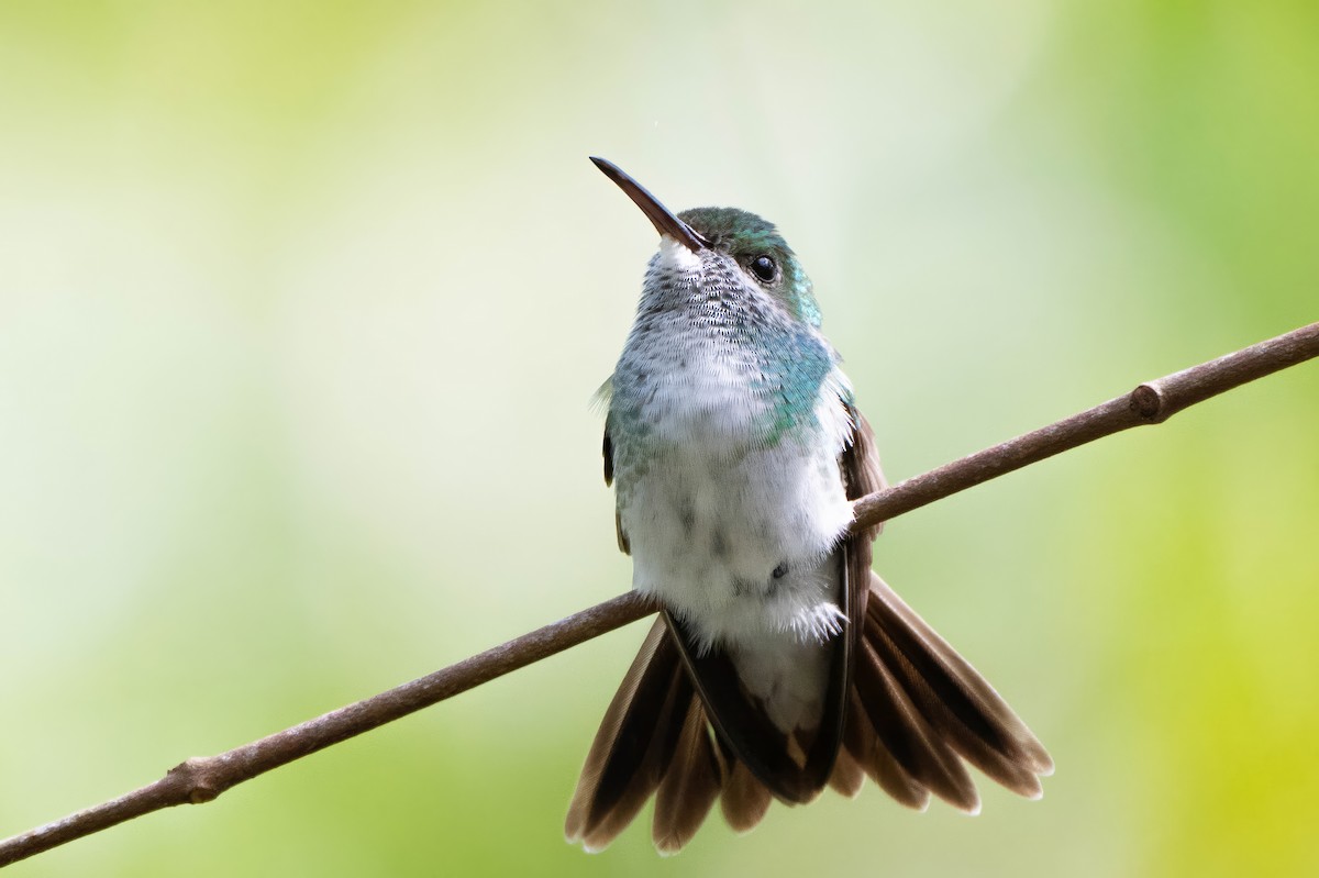 Mangrove Hummingbird - Cello Caruso-Turiello