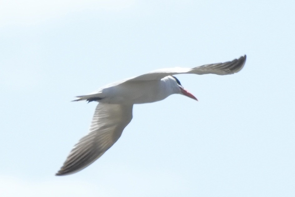 Caspian Tern - Ryan Ludman