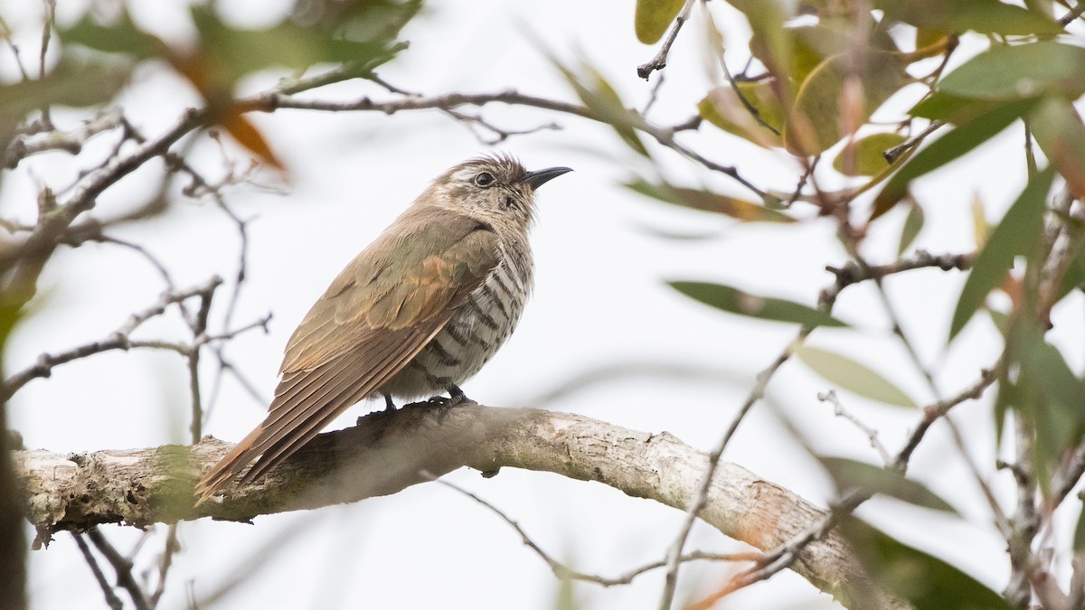 Little Bronze-Cuckoo (Little) - ML622382072