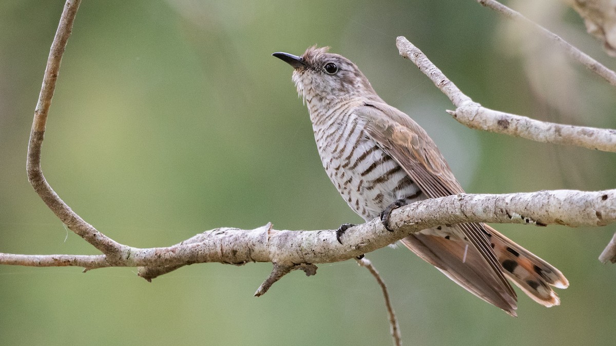 Little Bronze-Cuckoo (Little) - ML622382073