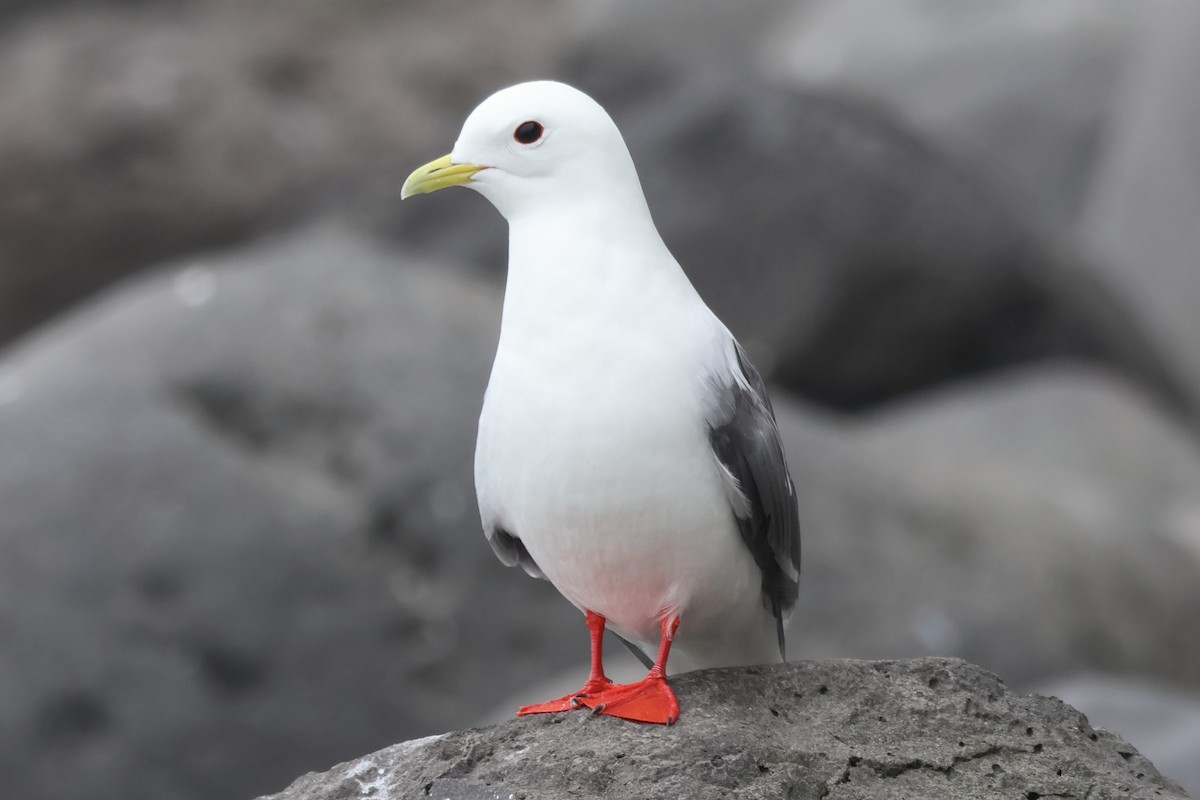 Red-legged Kittiwake - ML622382131