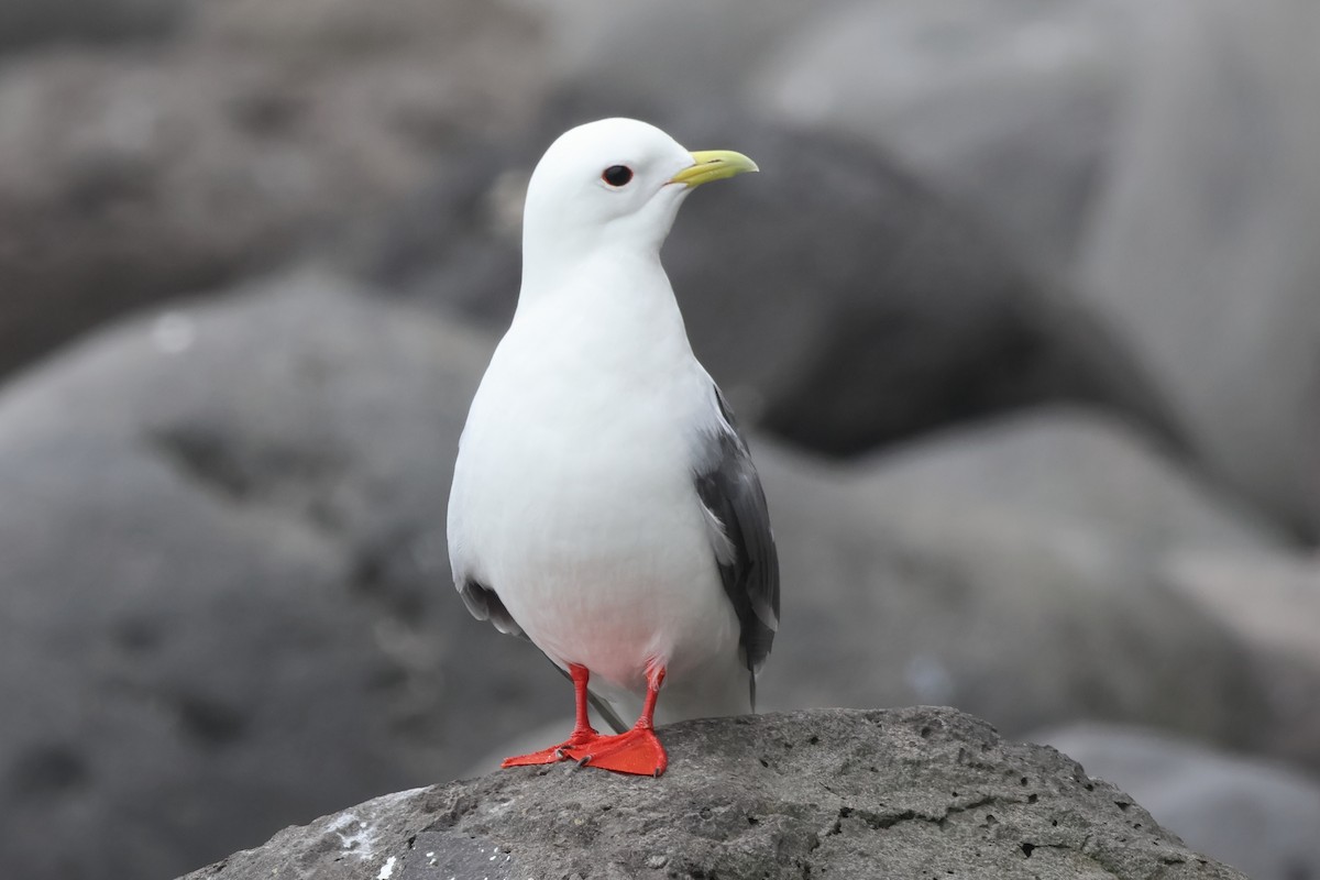 Red-legged Kittiwake - ML622382133