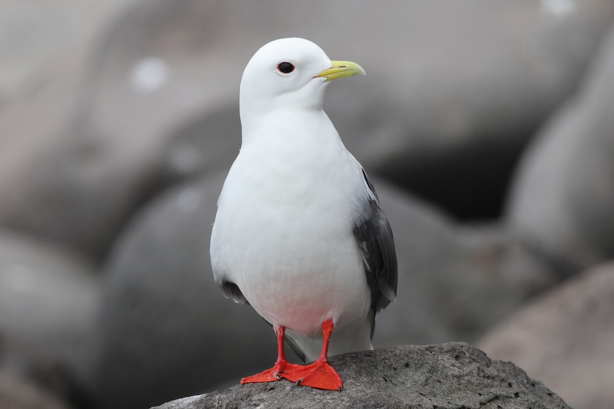 Red-legged Kittiwake - Sam Darmstadt