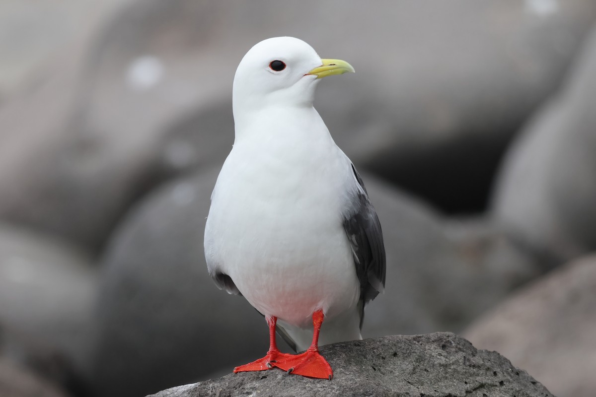 Red-legged Kittiwake - ML622382134