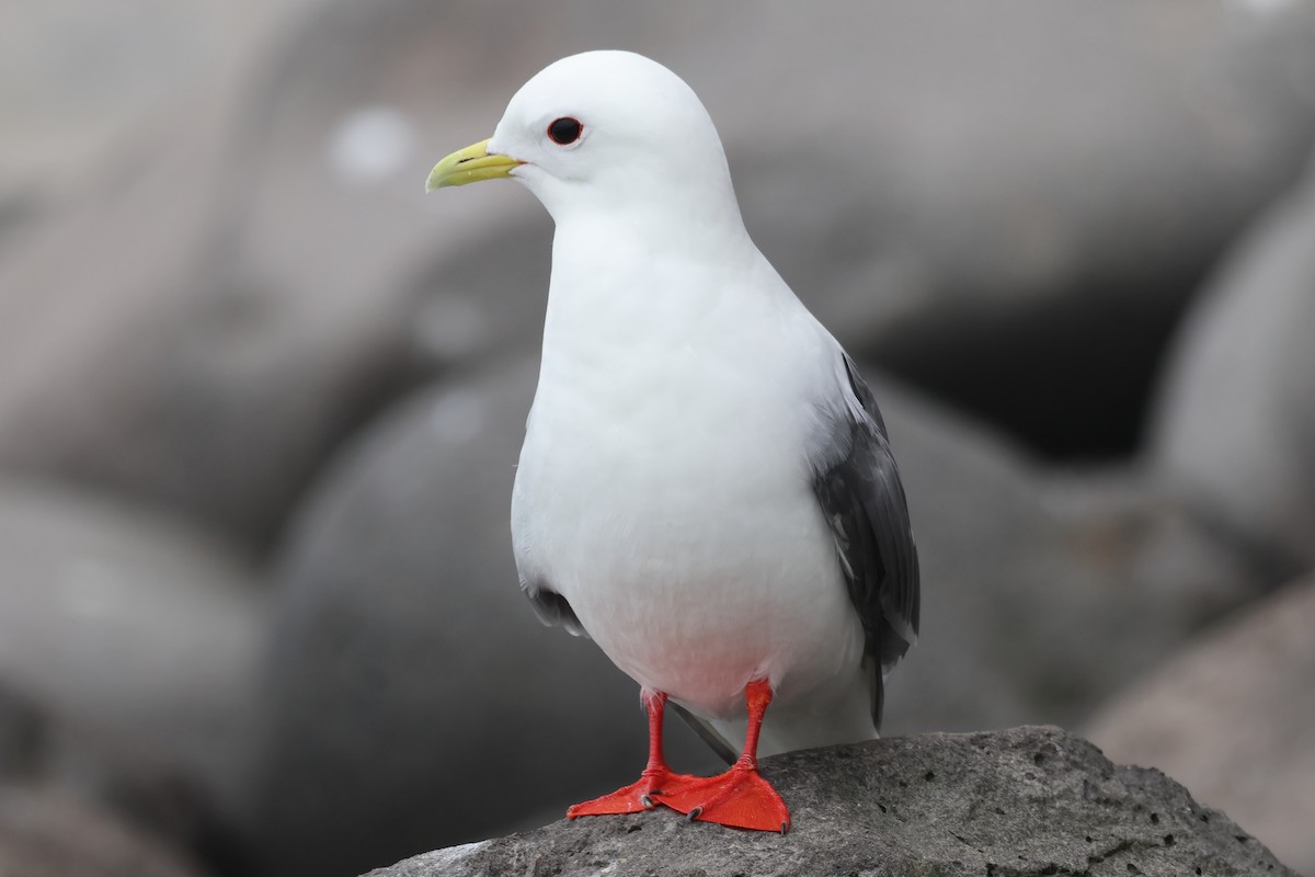 Red-legged Kittiwake - ML622382136