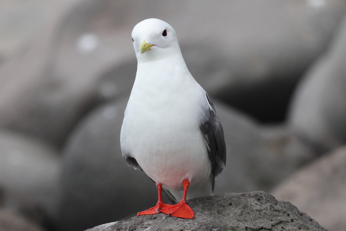 Red-legged Kittiwake - ML622382137