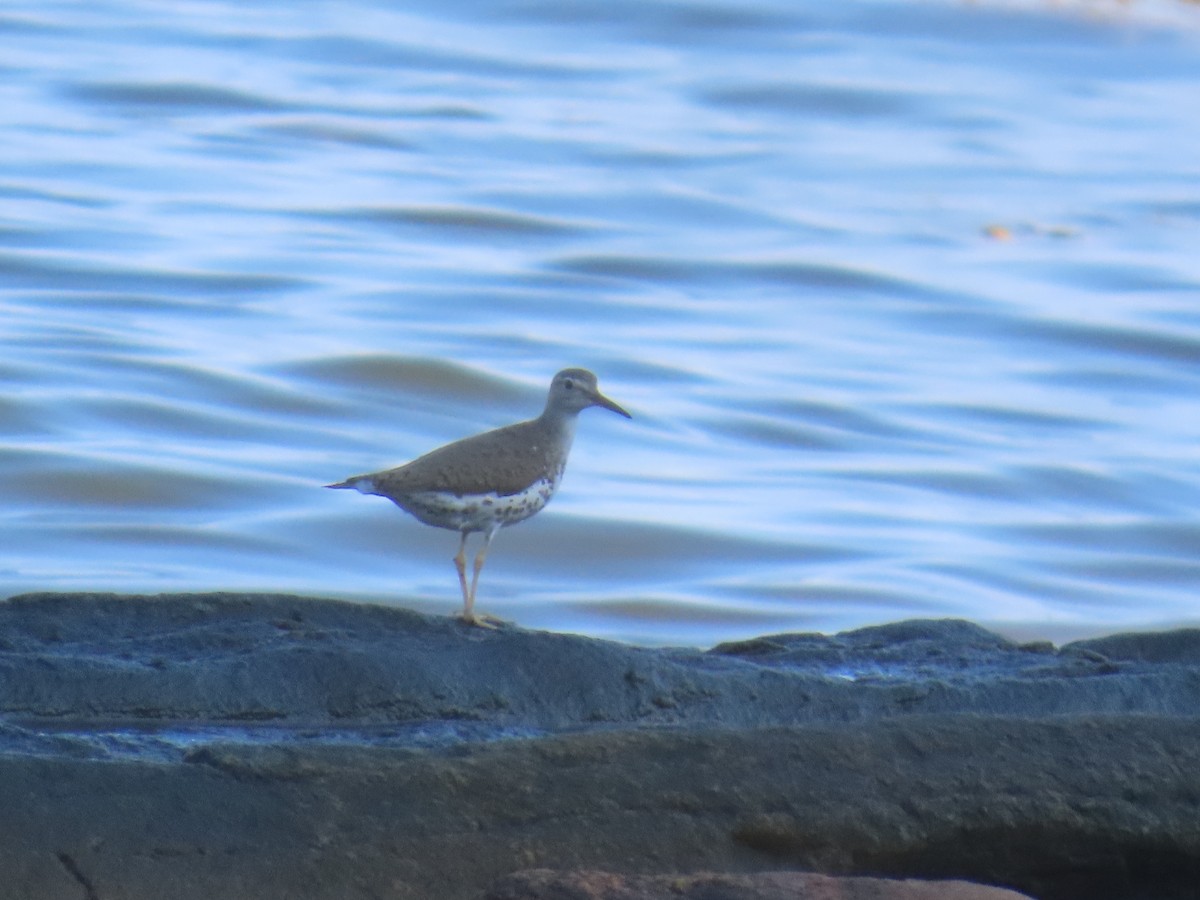 Spotted Sandpiper - ML622382176
