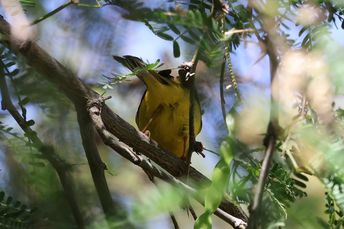 Wilson's Warbler - David Rankin