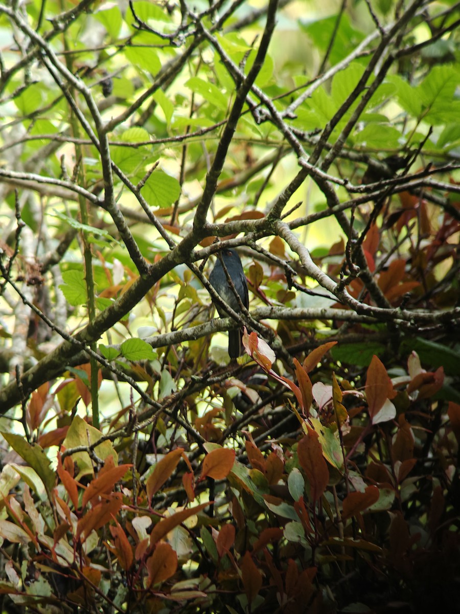 White-bellied Sholakili - ML622382199