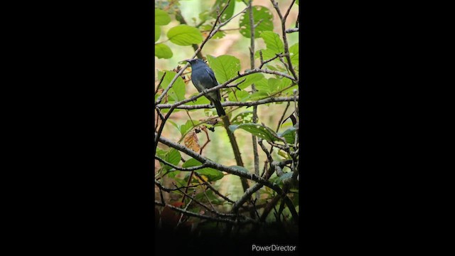 White-bellied Sholakili - ML622382200