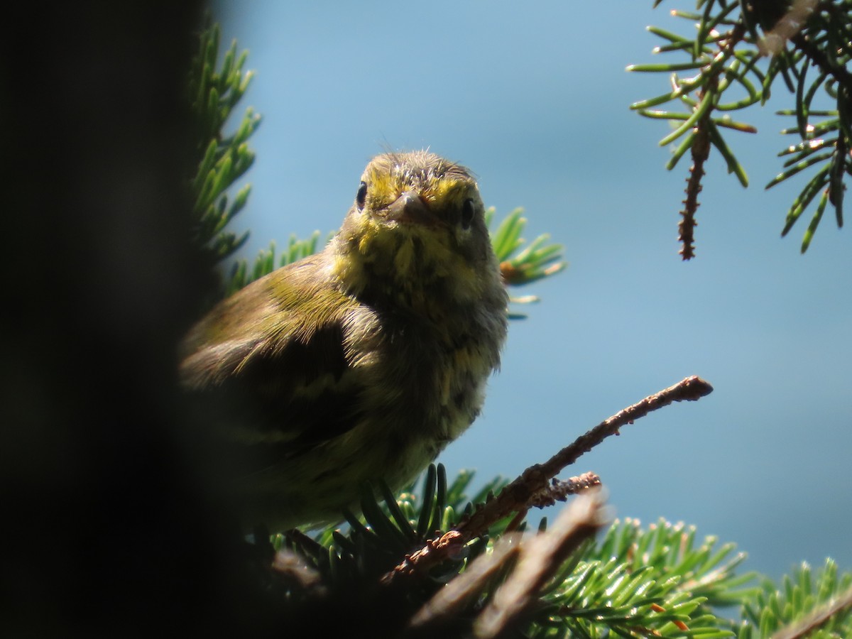 Black-throated Green Warbler - ML622382335