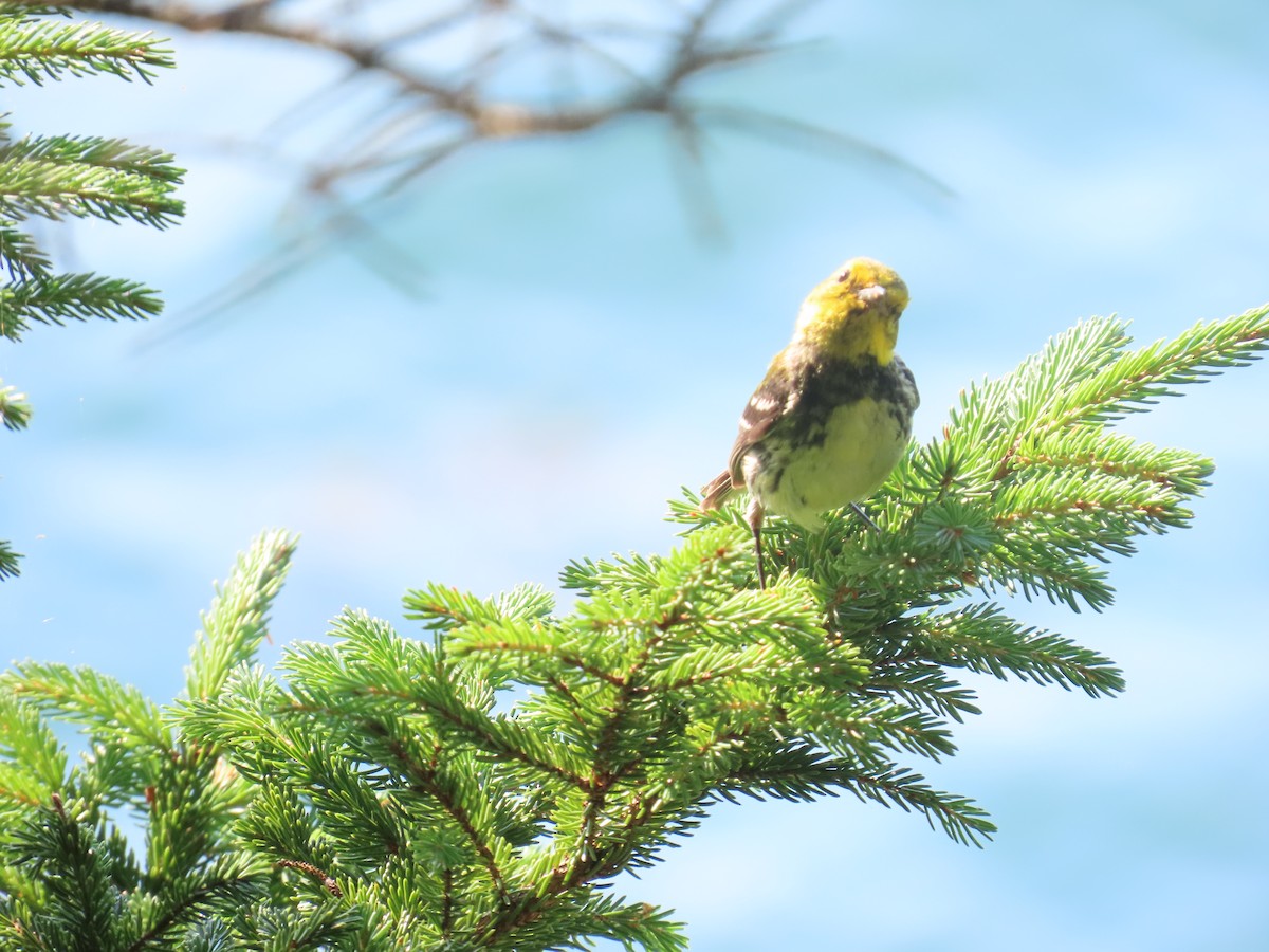 Black-throated Green Warbler - ML622382336