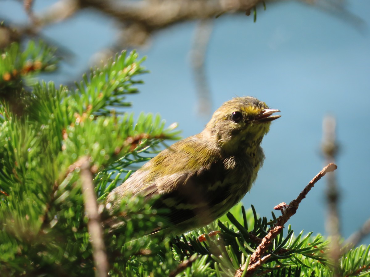 Black-throated Green Warbler - ML622382337