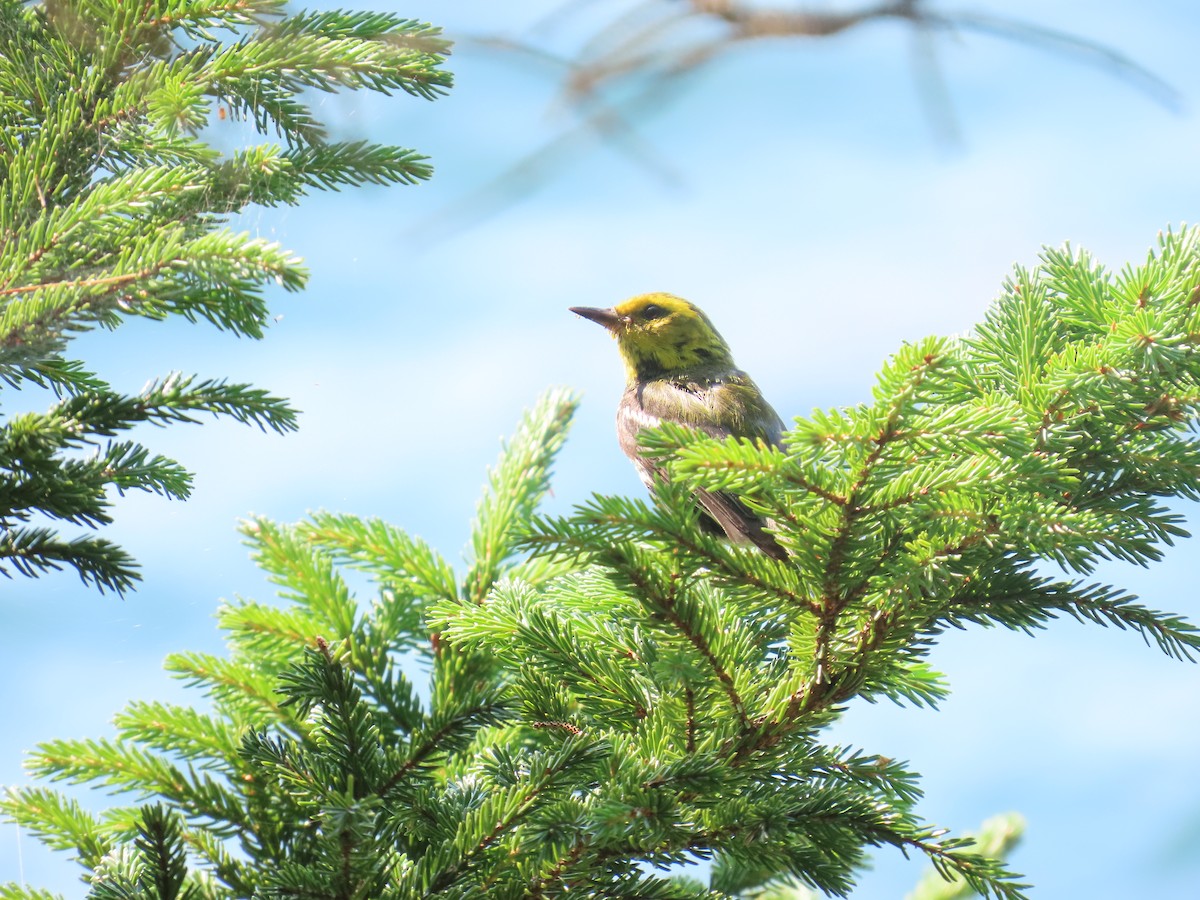 Black-throated Green Warbler - ML622382338
