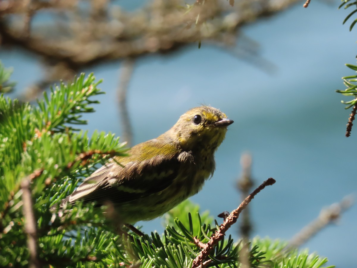 Black-throated Green Warbler - ML622382339