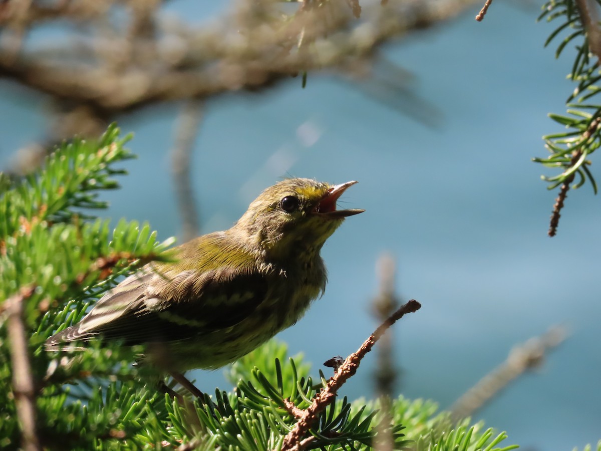 Black-throated Green Warbler - ML622382340
