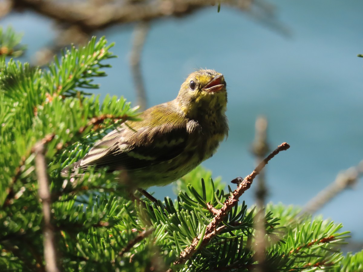 Black-throated Green Warbler - ML622382341