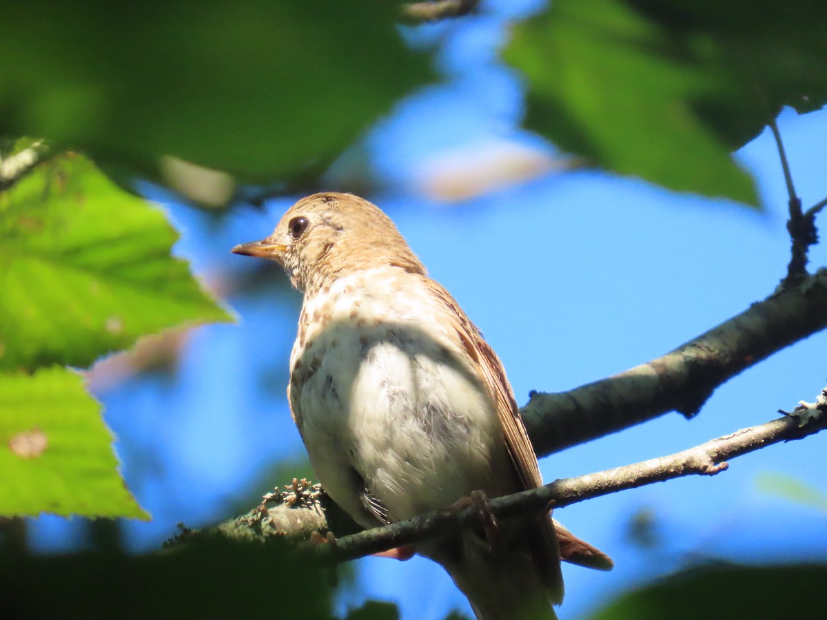 Ovenbird - ML622382346
