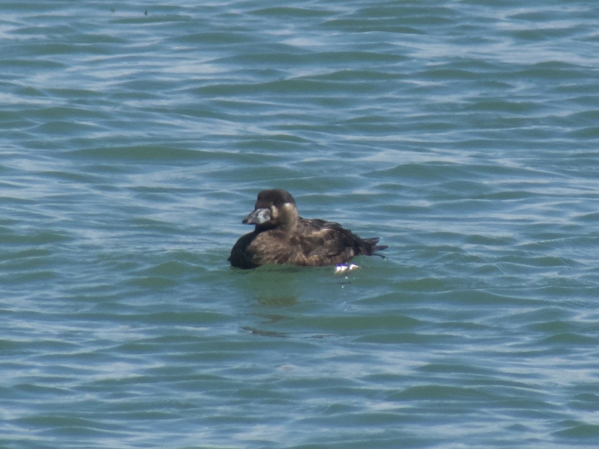 Surf Scoter - ML622382370