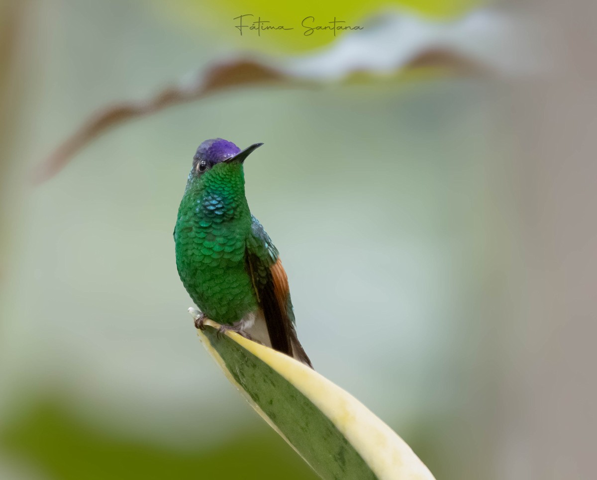 Blue-capped Hummingbird - ML622382377