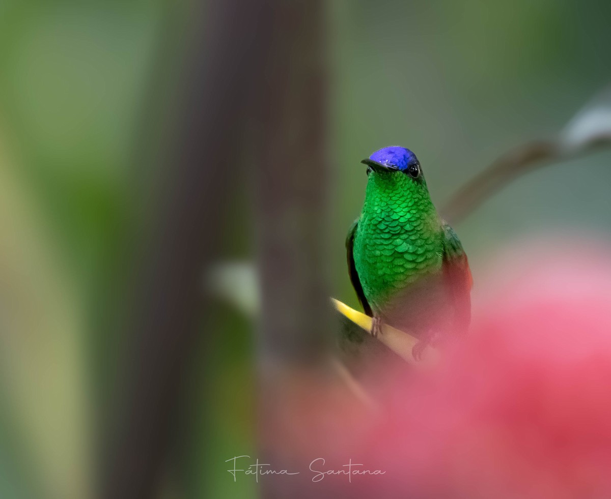 Blue-capped Hummingbird - ML622382378