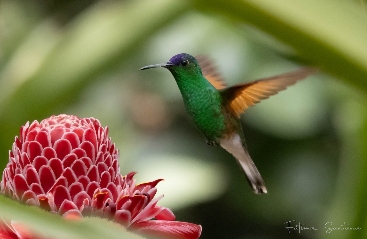 Blue-capped Hummingbird - ML622382380