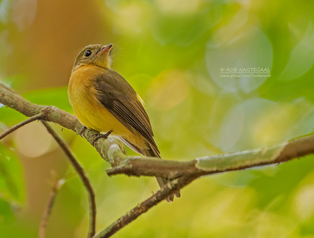 Whiskered Flycatcher - Rob Nagtegaal