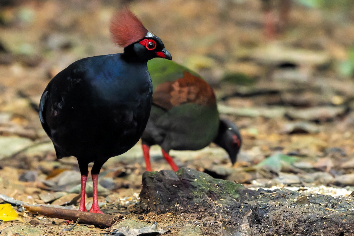 Crested Partridge - ML622382576