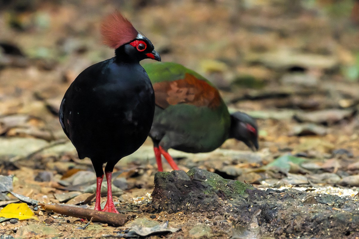 Crested Partridge - ML622382578