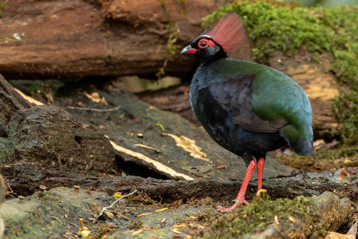 Crested Partridge - ML622382684