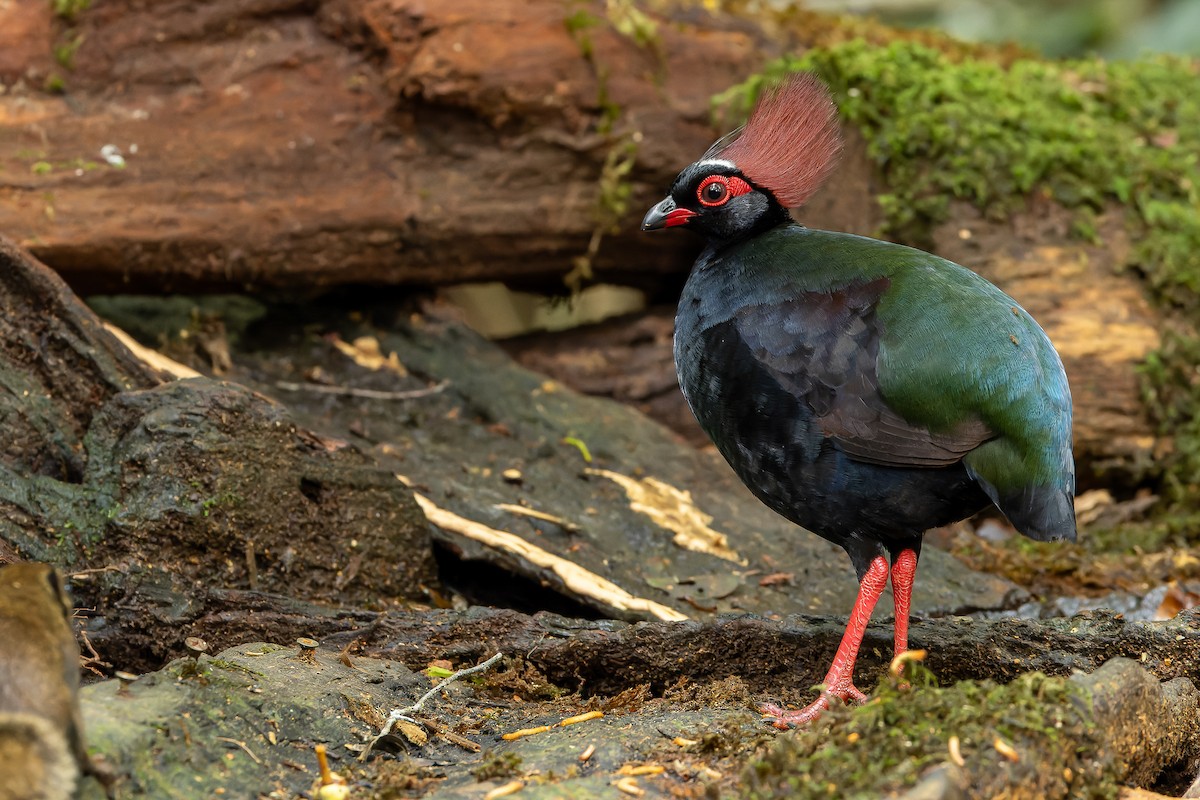 Crested Partridge - ML622382685