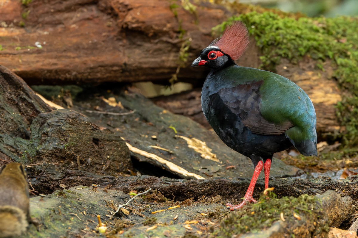 Crested Partridge - ML622382686