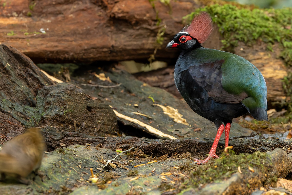 Crested Partridge - ML622382689