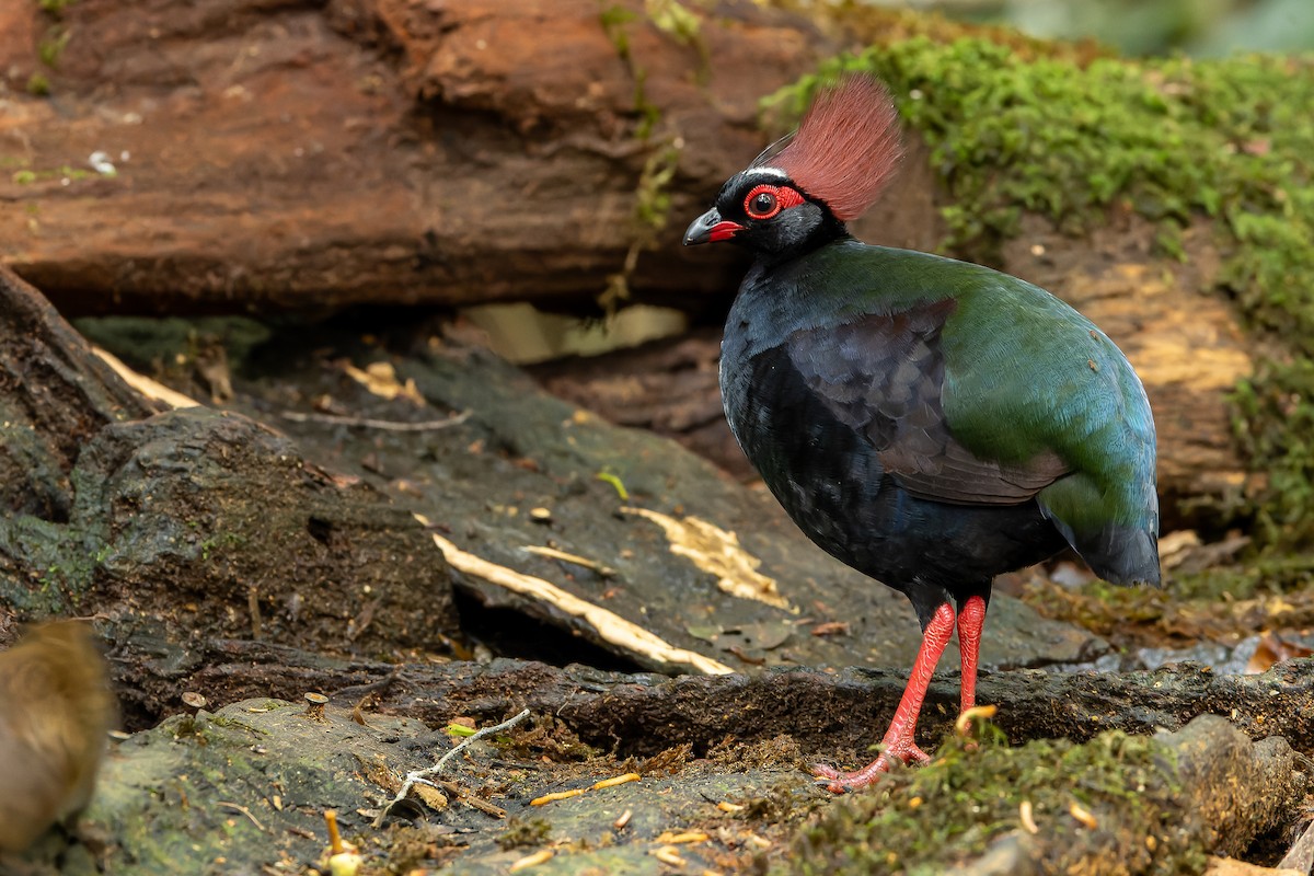 Crested Partridge - ML622382690