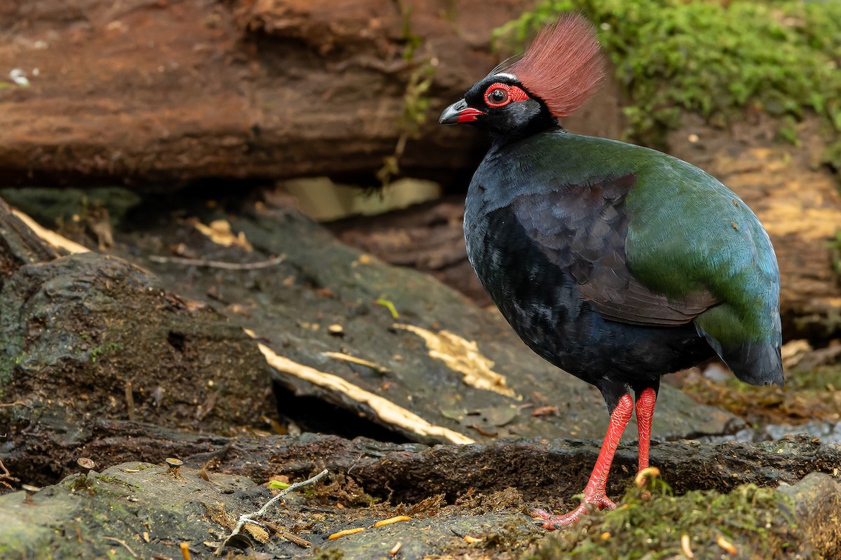 Crested Partridge - ML622382691