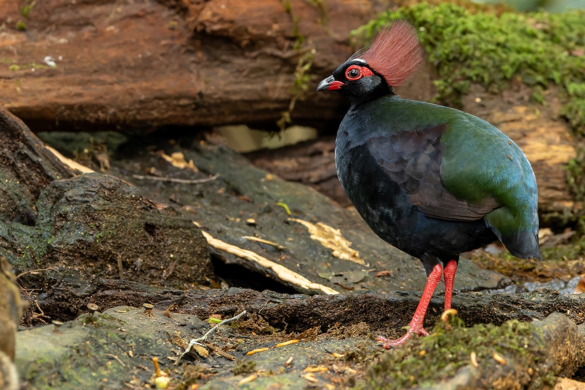 Crested Partridge - ML622382692