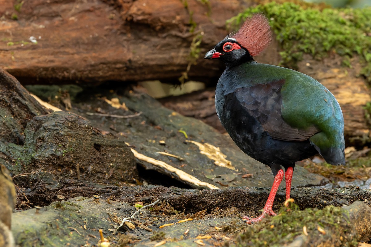 Crested Partridge - ML622382693