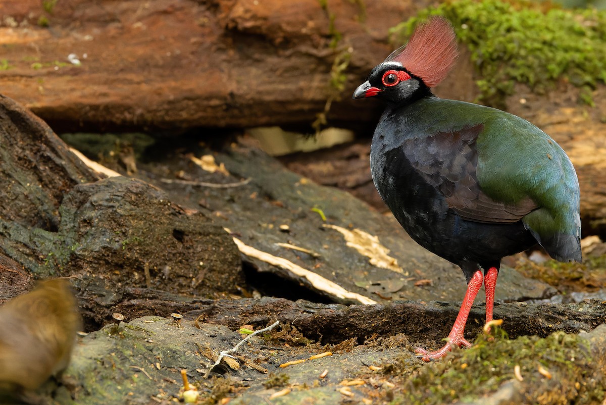 Crested Partridge - ML622382694