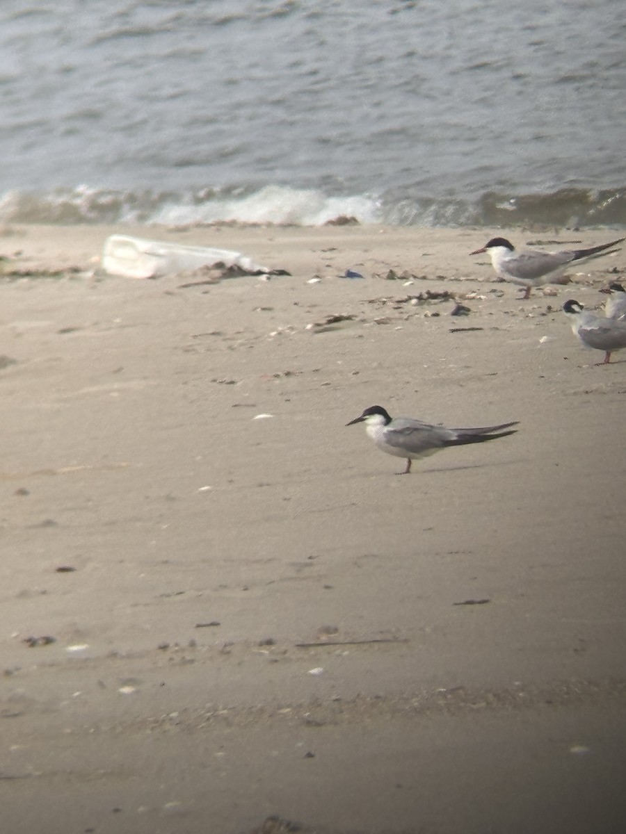 Common Tern - ML622382716