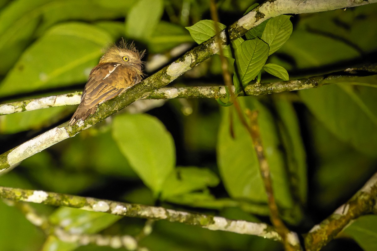 Bornean Frogmouth - ML622382746