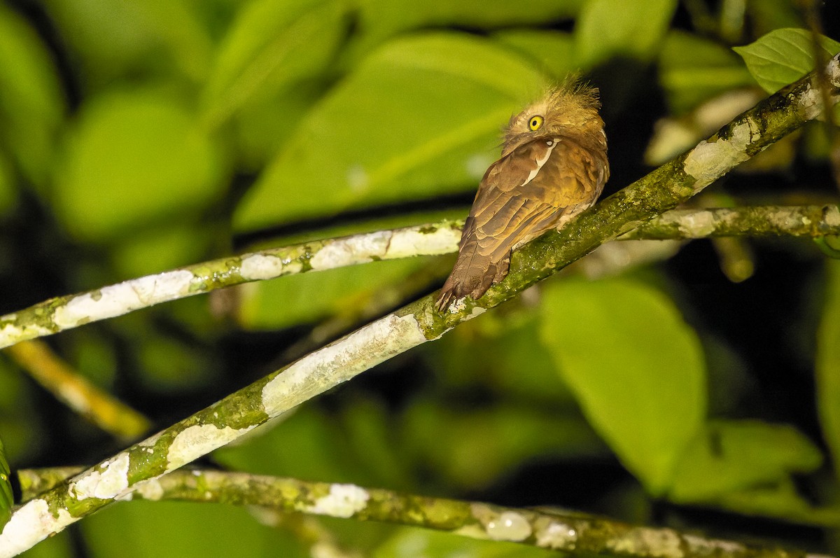 Bornean Frogmouth - ML622382747