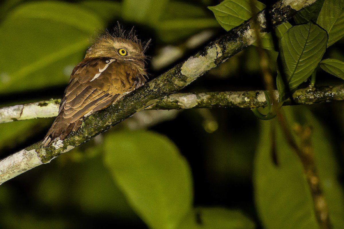 Bornean Frogmouth - ML622382748