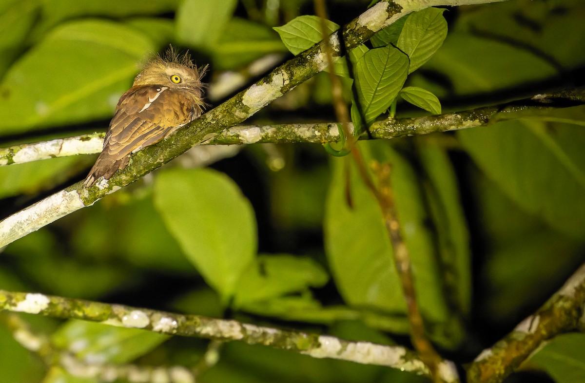 Bornean Frogmouth - ML622382749