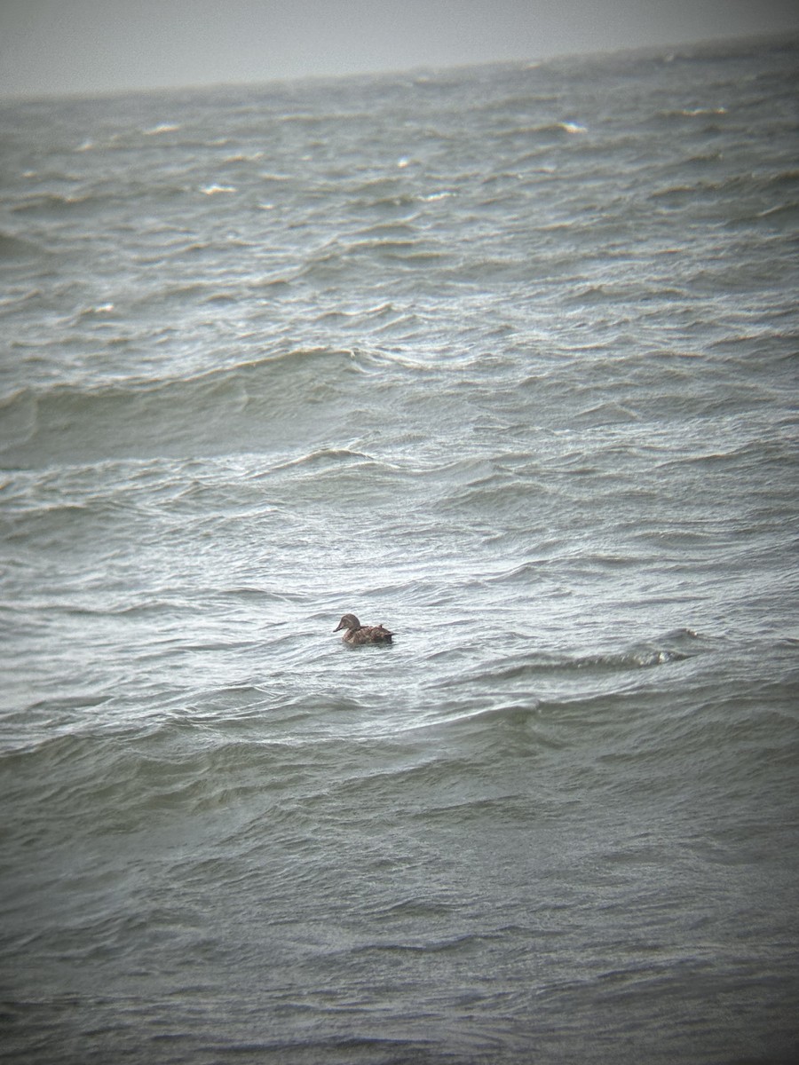 King Eider - ML622382752