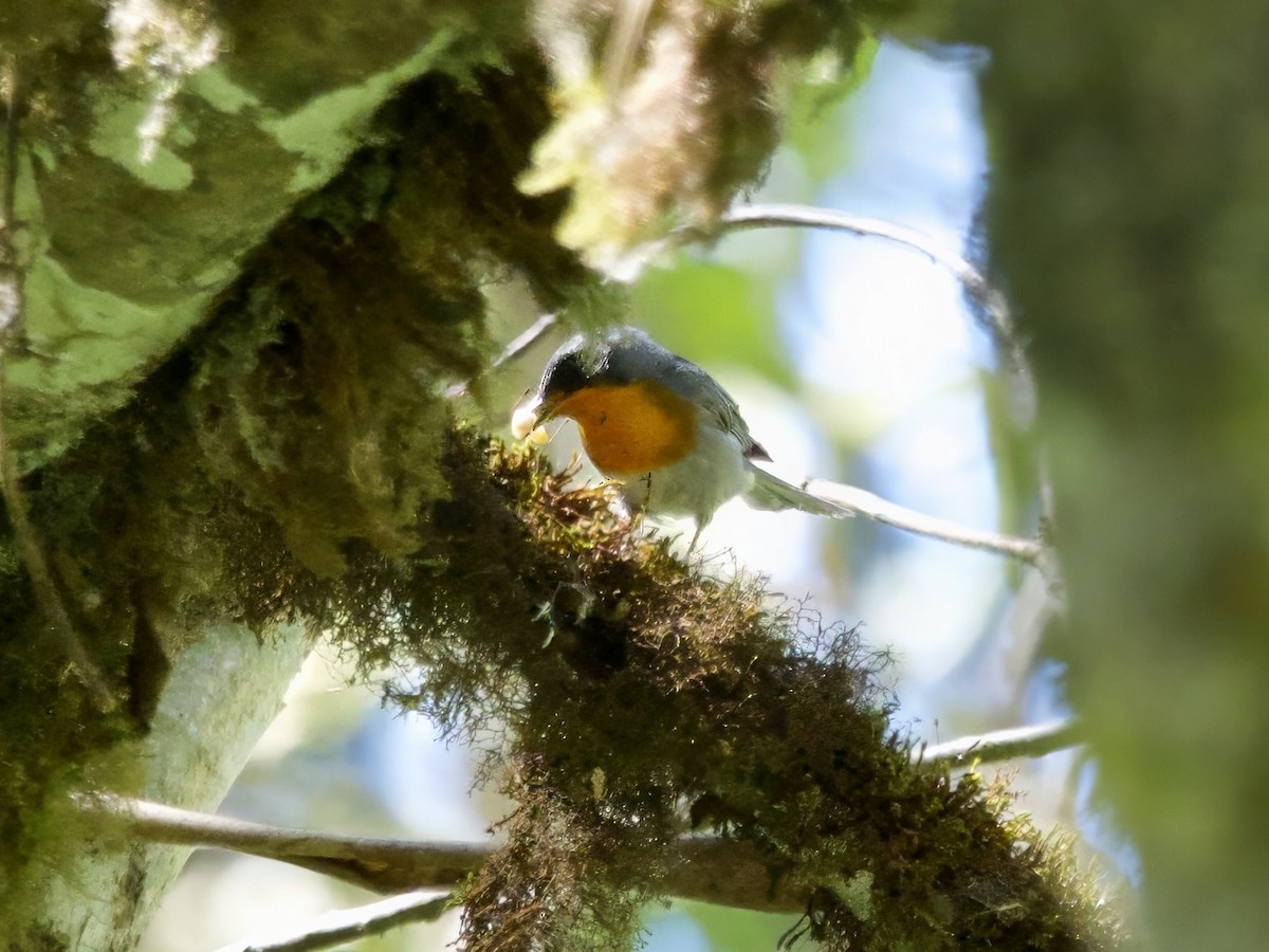 Flame-throated Warbler - ML622382767